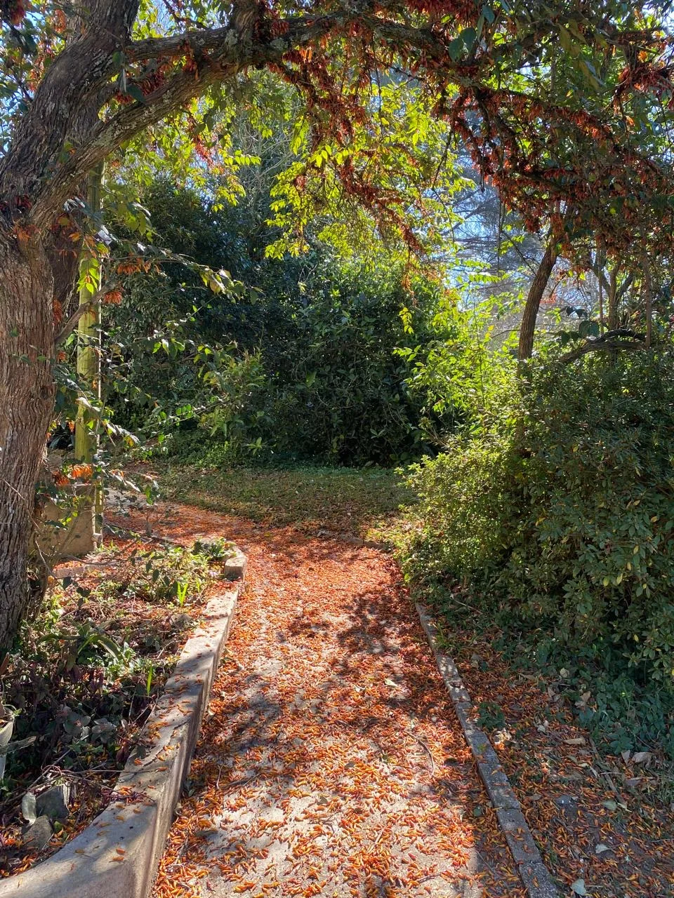 Leaf-strewn garden path at Dancing Lawn Self-Catering Flat