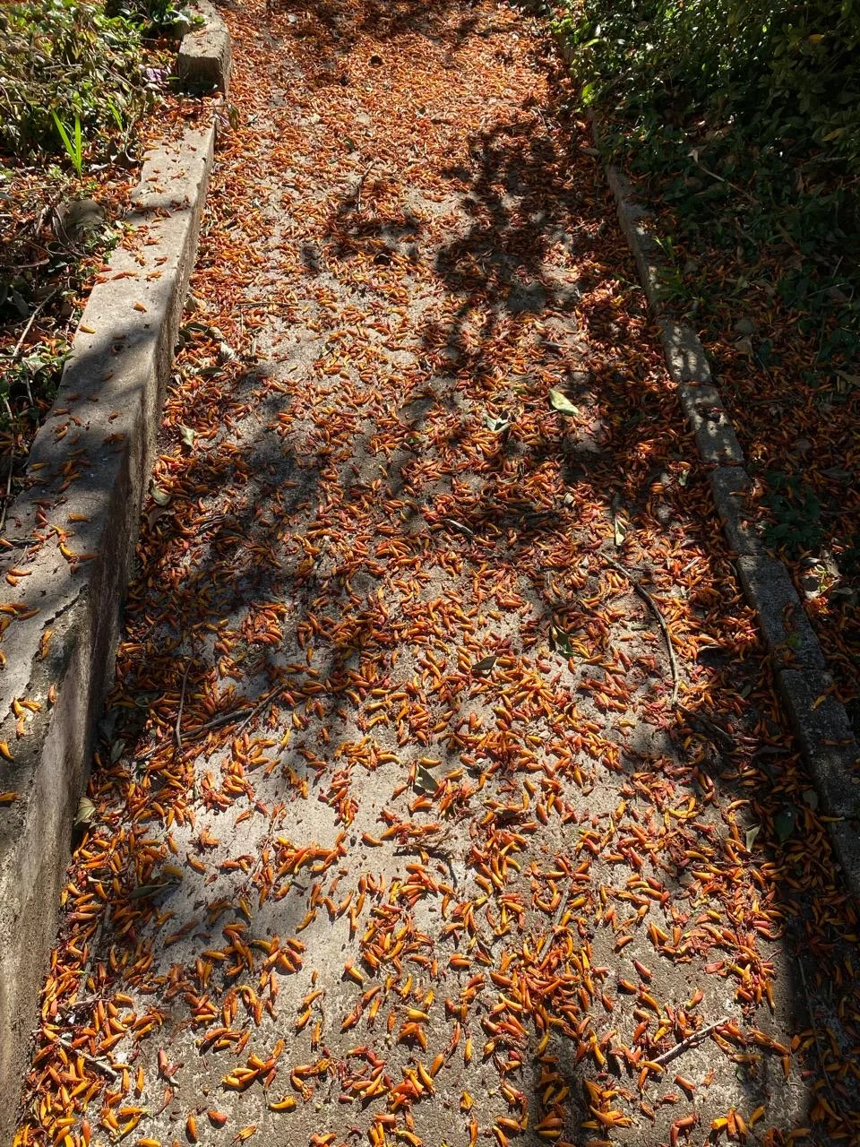 Petal-covered garden path at Dancing Lawn Self-Catering Flat