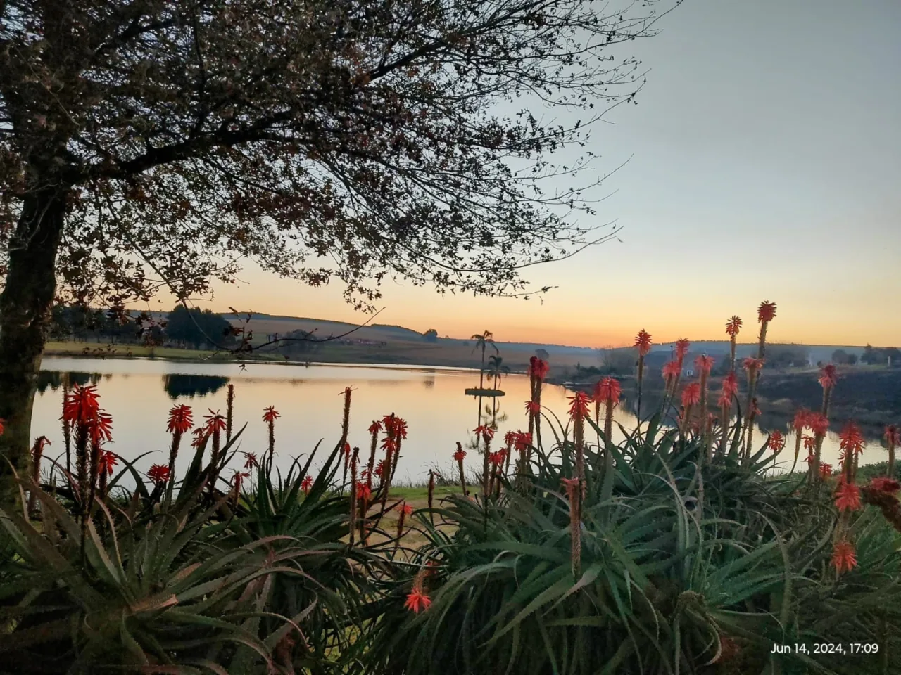 Flowering aloes overlooking the lake at St Cathryn’s Golf Estate