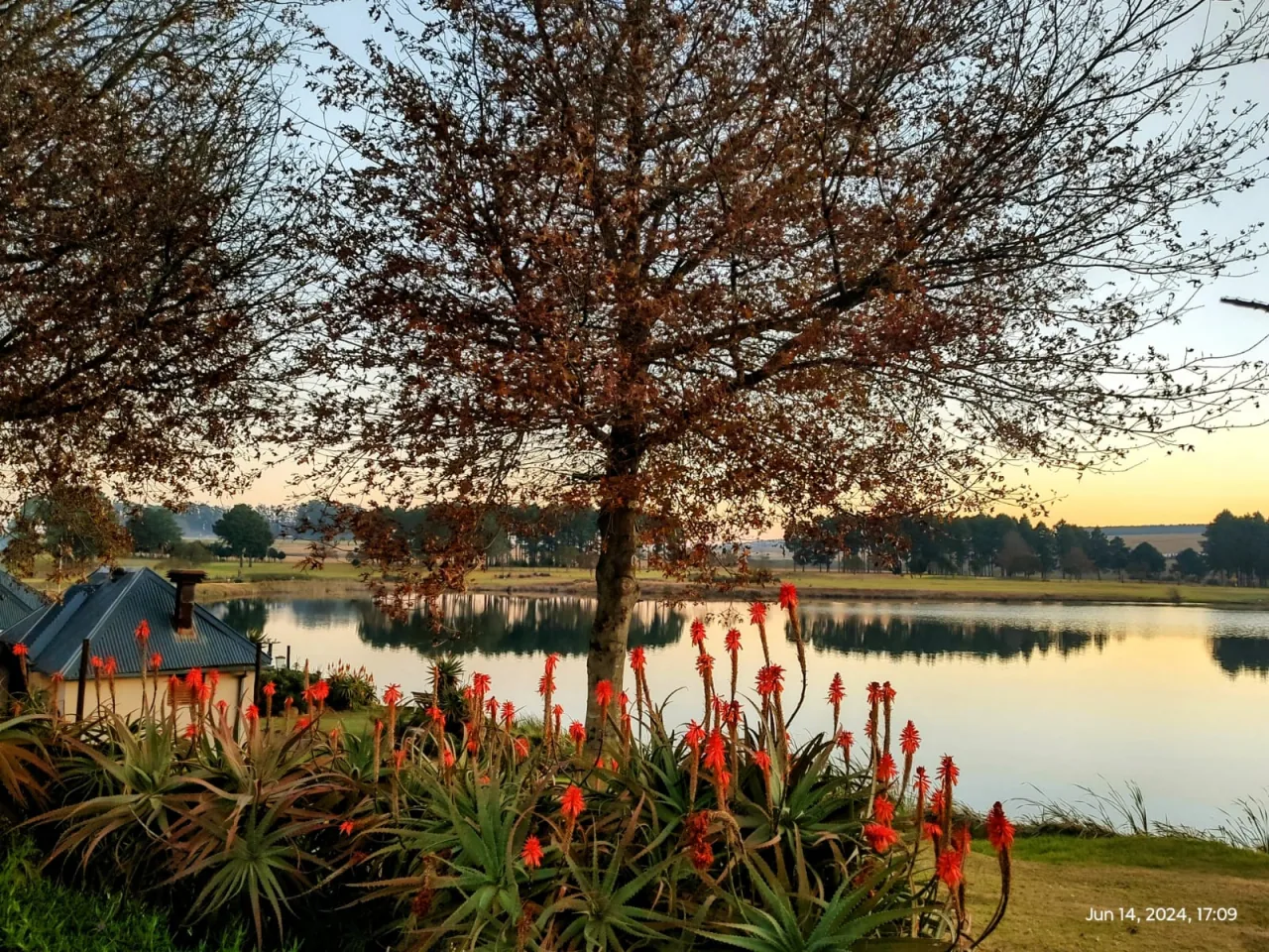 Lake, flowering aloes and mature tree at St Cathryn’s Golf Estate