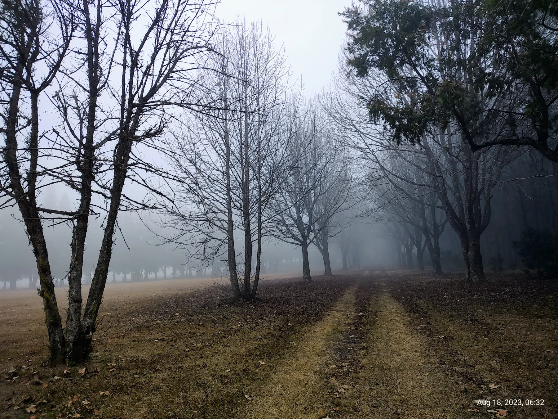 Misty trees and a quiet path in Hermannsburg