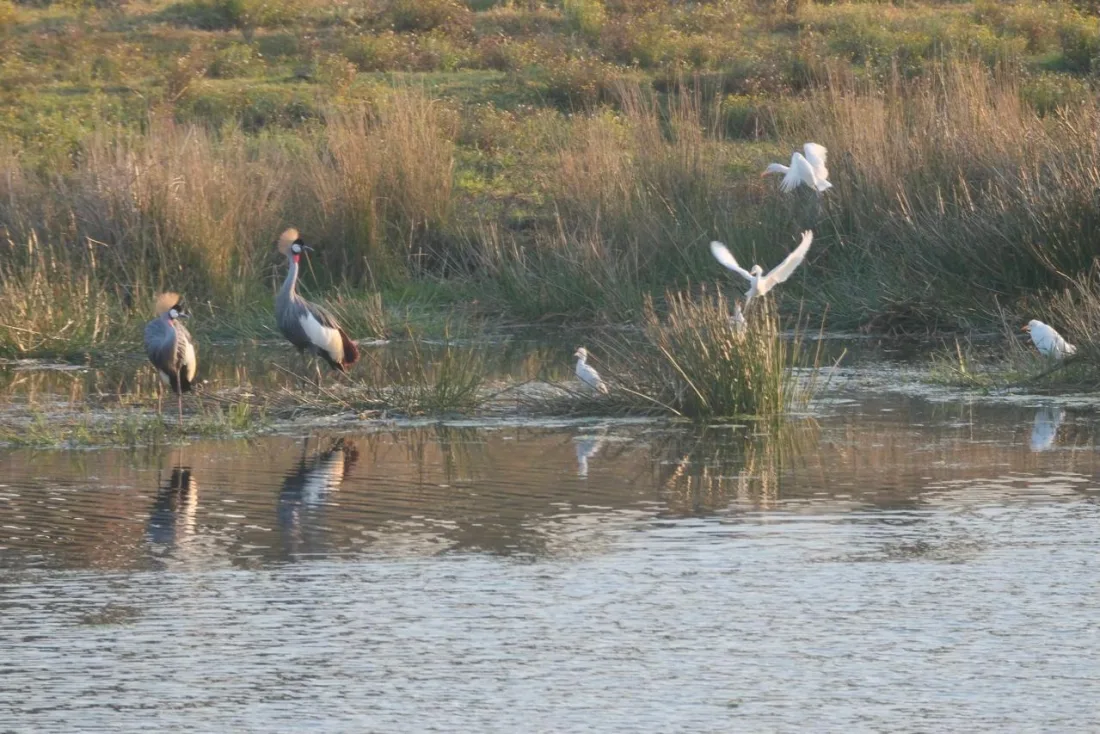 Cranes and waterbirds in wetland habitat near Hermannsburg