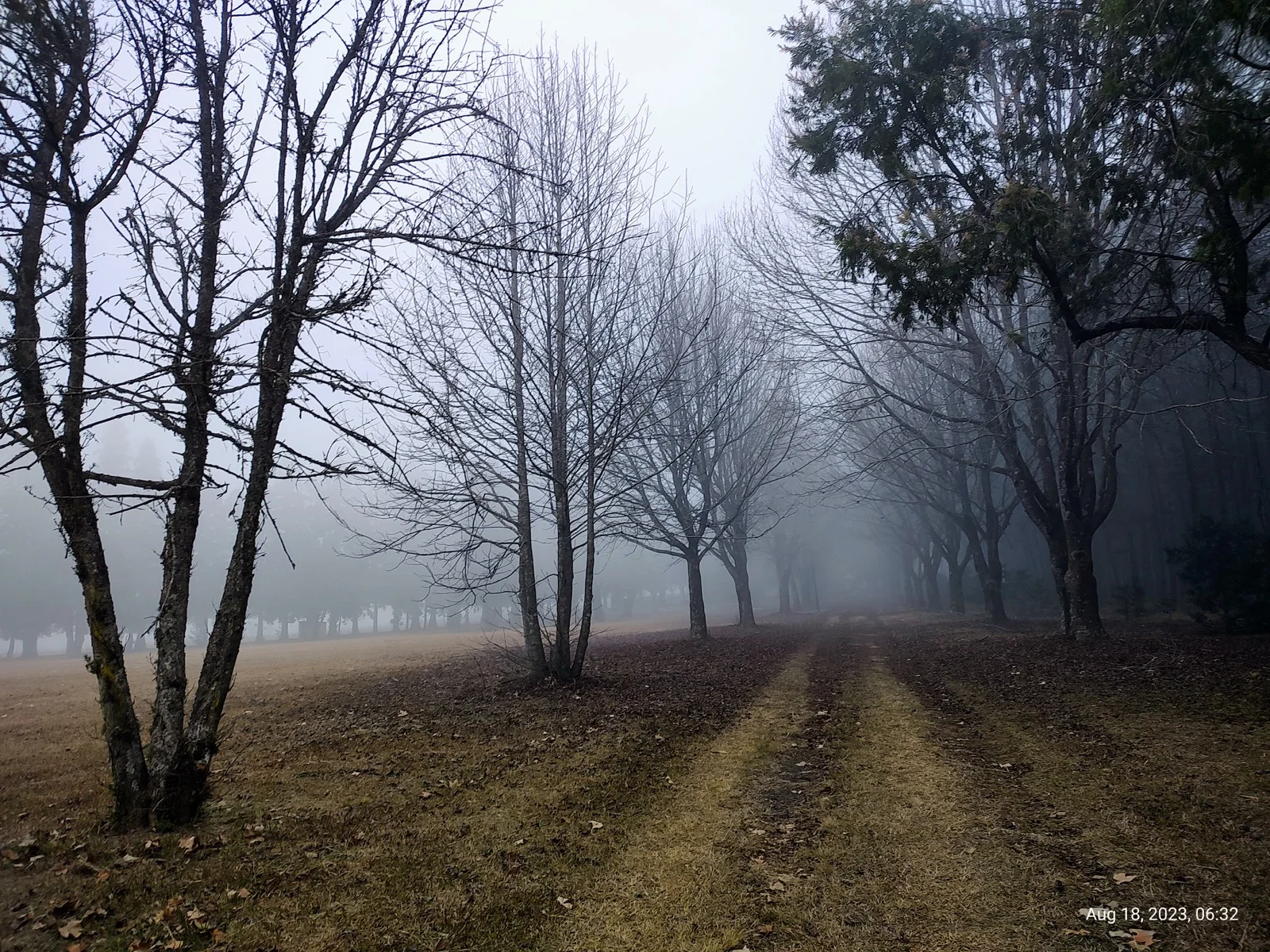 A misty avenue in the village grounds