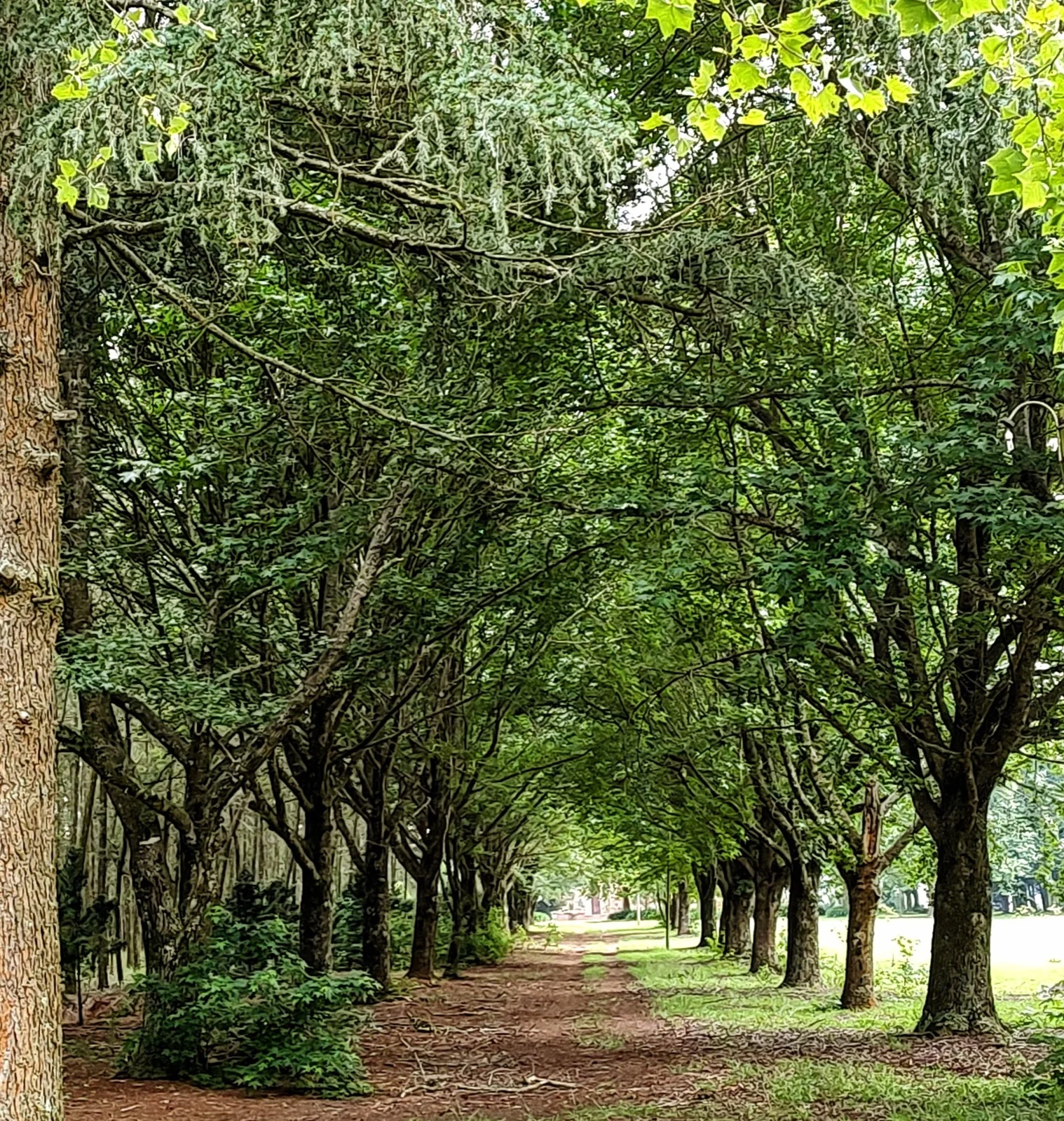 A tree-lined village walk